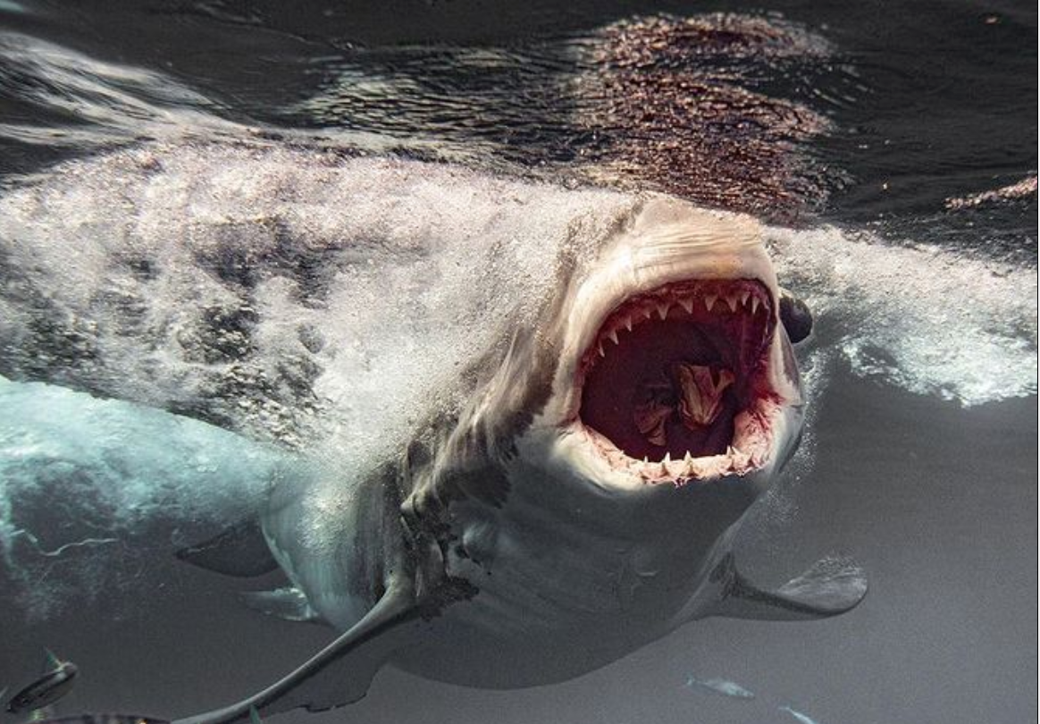 Un tiburón blanco devora a un bañista en Australia