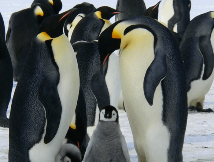 El peculiar trabajo en la Antártida contando pingüinos