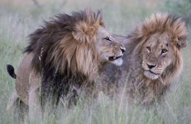 La foto de dos leones que genera controversia en las redes sociales