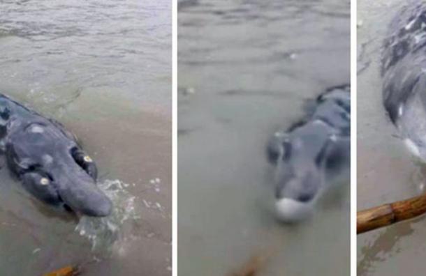 ¿Mitad delfín, mitad cocodrilo? Este extraño animal fue atrapado en las costas de China